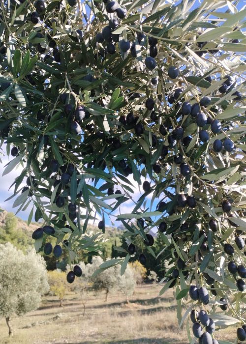 94b8ebae 7e22 40a4 8276 f0ce7dd6a236